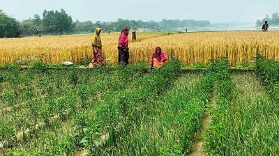 আত্রাইয়ে চর যেন আশীর্বাদ