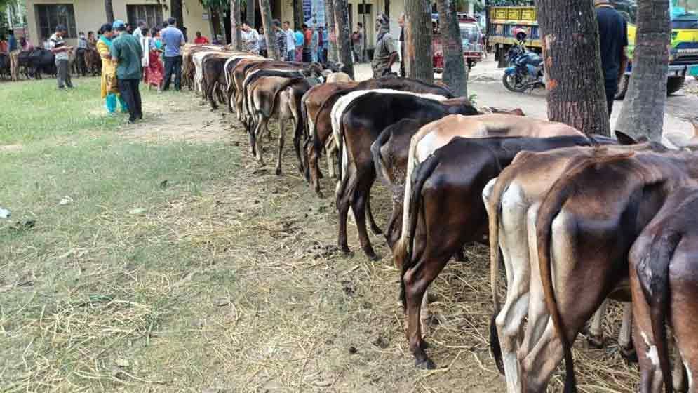 ক্ষুদ্র নৃ-গোষ্ঠীর মাঝে হাড্ডিসার বাছুর বিতরণ