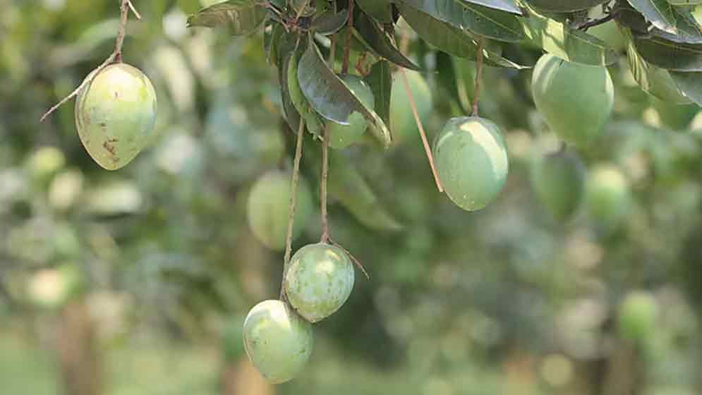 হাঁড়িভাঙা আম