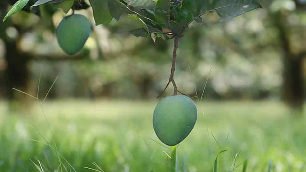 হাঁড়িভাঙা আম