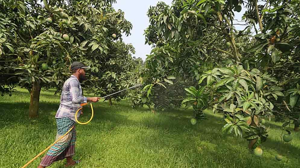 হাঁড়িভাঙা আম