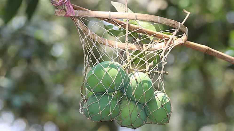 হাঁড়িভাঙা আম