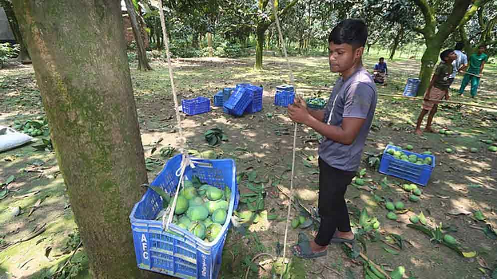 হাঁড়িভাঙা আম
