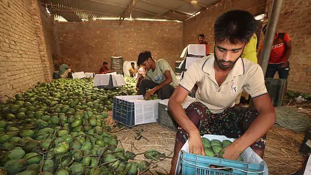 হাঁড়িভাঙা আম