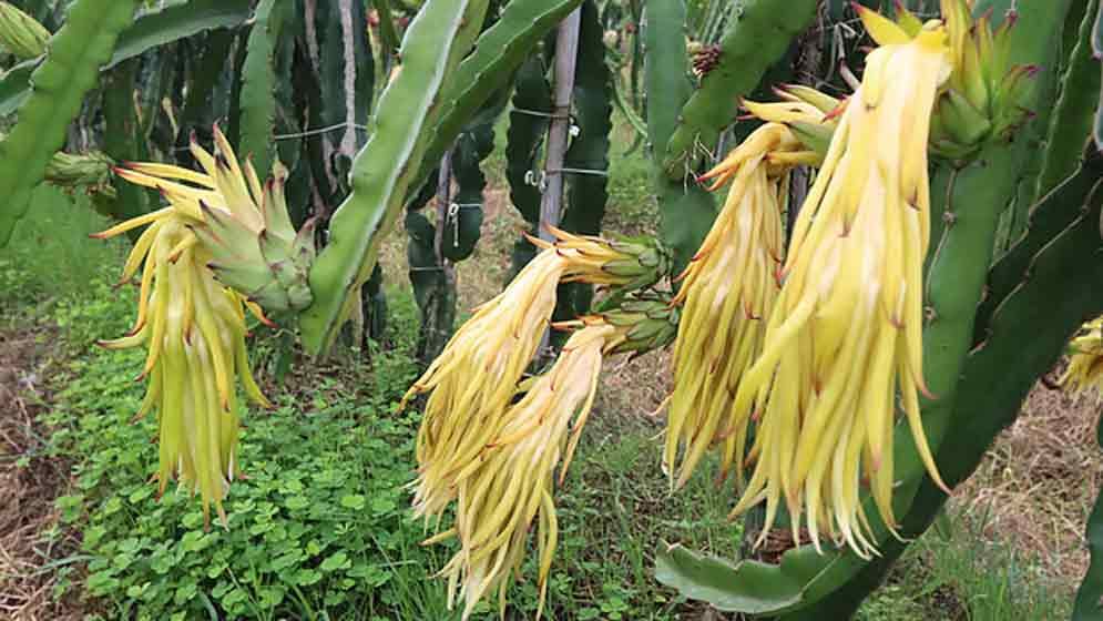 পাহাড়ে ড্রাগন ফলের চাষ
