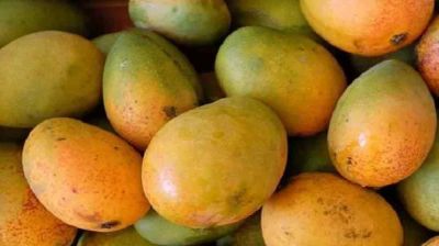 বাংলাদেশের আম বিশ্ববাজারে
