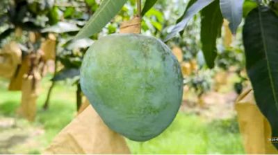 দেশের গন্ডি পেরিয়ে বিদেশে যাচ্ছে নওগাঁর আম