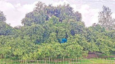 দুই বিঘা জমিতে সূর্যপুরী আমগাছ