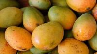বাংলাদেশের আম বিশ্ববাজারে