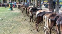 ক্ষুদ্র নৃ-গোষ্ঠীর মাঝে হাড্ডিসার বাছুর বিতরণ
