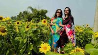 সূর্যমুখীর বাগানে দর্শনার্থীদের ভিড়, লাভের আশায় উদ্যোক্তারা