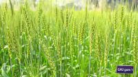 গাজীপুর কৃষি বিশ্ববিদ্যালয়ে লবণসহিষ্ণু গমের নতুন জাত উদ্ভাবন