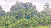 দুই বিঘা জমিতে সূর্যপুরী আমগাছ