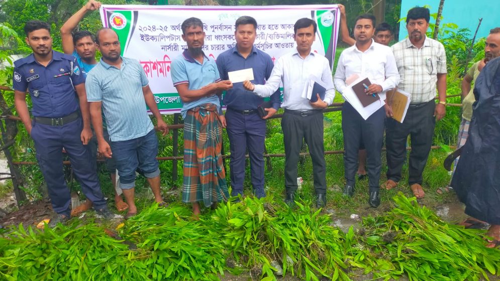 সুবর্ণচরে ইউক্যালিপটাস ও আকাশমনি চারা ধ্বংসে অভিযান, ক্ষতিপূরণ পেল নার্সারিমালিকরা