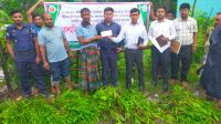 সুবর্ণচরে ইউক্যালিপটাস ও আকাশমনি চারা ধ্বংসে অভিযান, ক্ষতিপূরণ পেল নার্সারিমালিকরা