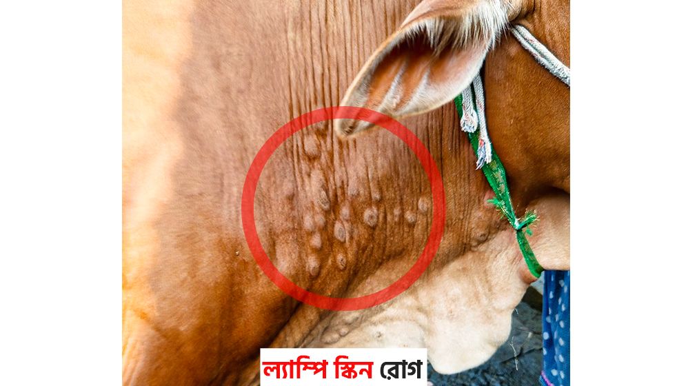 ল্যাম্পি স্কিনের থাবা: গরু মরছে, খামারি কাঁদছে