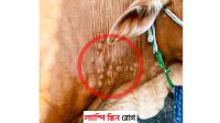 ল্যাম্পি স্কিনের থাবা: গরু মরছে, খামারি কাঁদছে