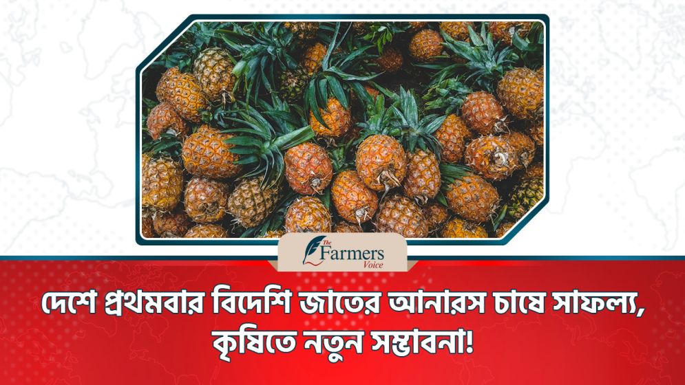 দেশে প্রথমবার বিদেশি জাতের আনারস চাষে সাফল্য, কৃষিতে নতুন সম্ভাবনা