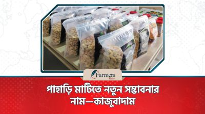 পাহাড়ি মাটিতে নতুন সম্ভাবনার নাম—কাজুবাদাম