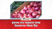 কৃষকের হাতে সময়মতো যাচ্ছে উন্নতমানের পেঁয়াজ বীজ