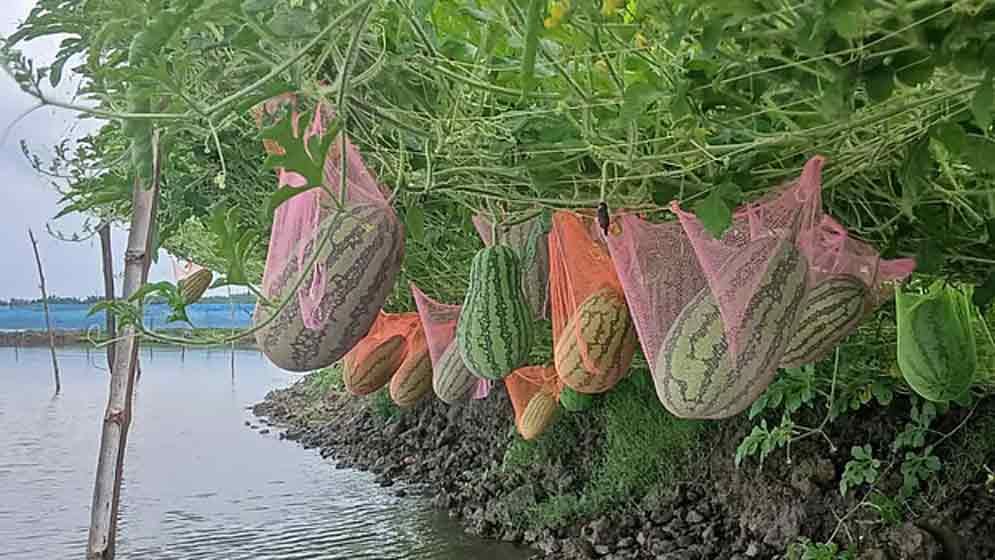 মাছের ঘেরের মাচায় ঝুলছে অসময়ের তরমুজ