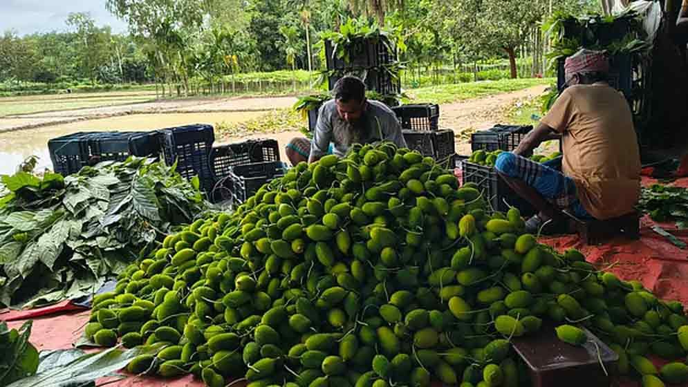 শেরপুরের গোমড়া গ্রামে হাসি এনেছে আগাম সবজি