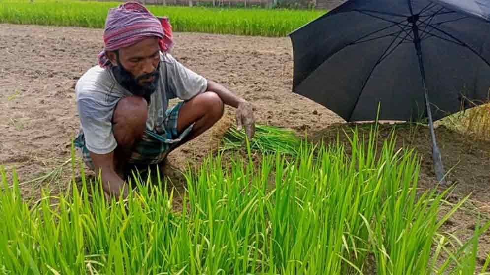 অনাবৃষ্টিতে বিলম্বিত আমন আবাদ