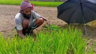 অনাবৃষ্টিতে বিলম্বিত আমন আবাদ