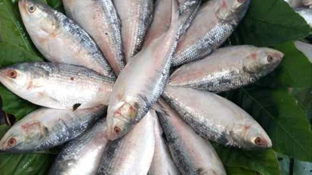 দিশা পাল্টাচ্ছে ইলিশ