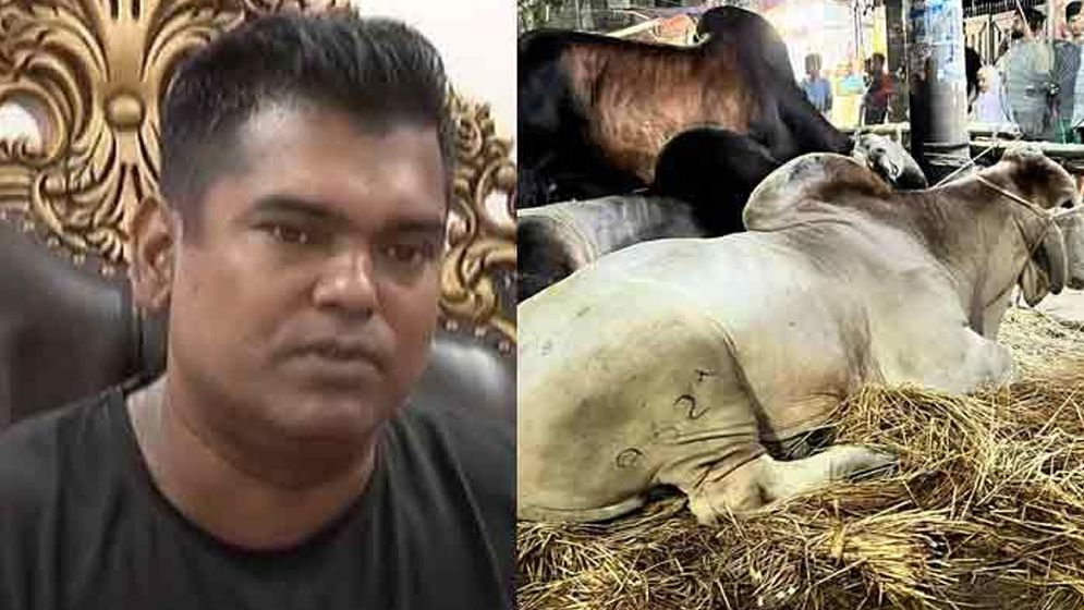 ব্রাহমা গরুর নিলামে অনিয়ম, মৃত গরু জবাইয়ের অভিযোগ