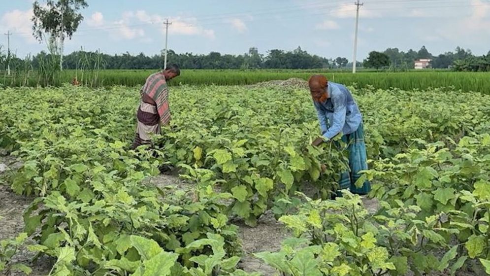 অনলাইনে বেগুনের বীজ কেনায় প্রতারিত হয়ে ক্ষতিগ্রস্ত দিনাজপুরের কৃষকরা