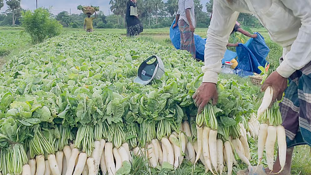 গোমতীর চরে আগাম মুলার বাম্পার ফলন, কৃষকের মুখে হাসি
