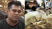 ব্রাহমা গরুর নিলামে অনিয়ম, মৃত গরু জবাইয়ের অভিযোগ
