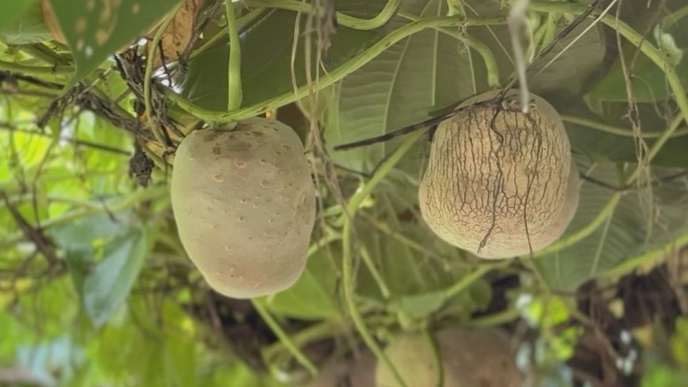 পাকুন্দিয়ায় বাণিজ্যিকভাবে গাছ আলুর আবাদ, কৃষকের নতুন সম্ভাবনা