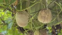 পাকুন্দিয়ায় বাণিজ্যিকভাবে গাছ আলুর আবাদ, কৃষকের নতুন সম্ভাবনা