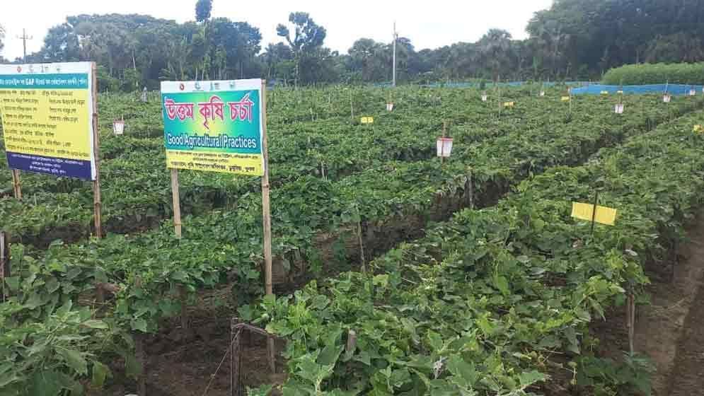 উত্তম কৃষিচর্চা শুরু, চলতি বছর ৭৫ হাজার হেক্টর জমিতে চাষ