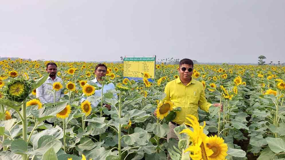 লোনা পতিত জমিতে সূর্যমুখীর হাসি