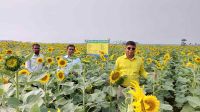 লোনা পতিত জমিতে সূর্যমুখীর হাসি