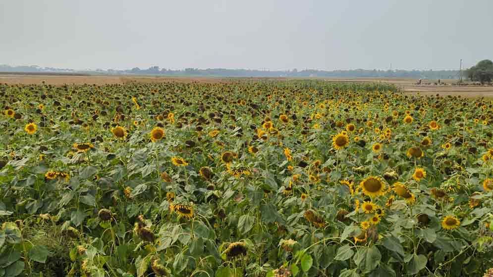 লবণাক্ততার সঙ্গে লড়াই, জিতছে সূর্যমুখী চাষ