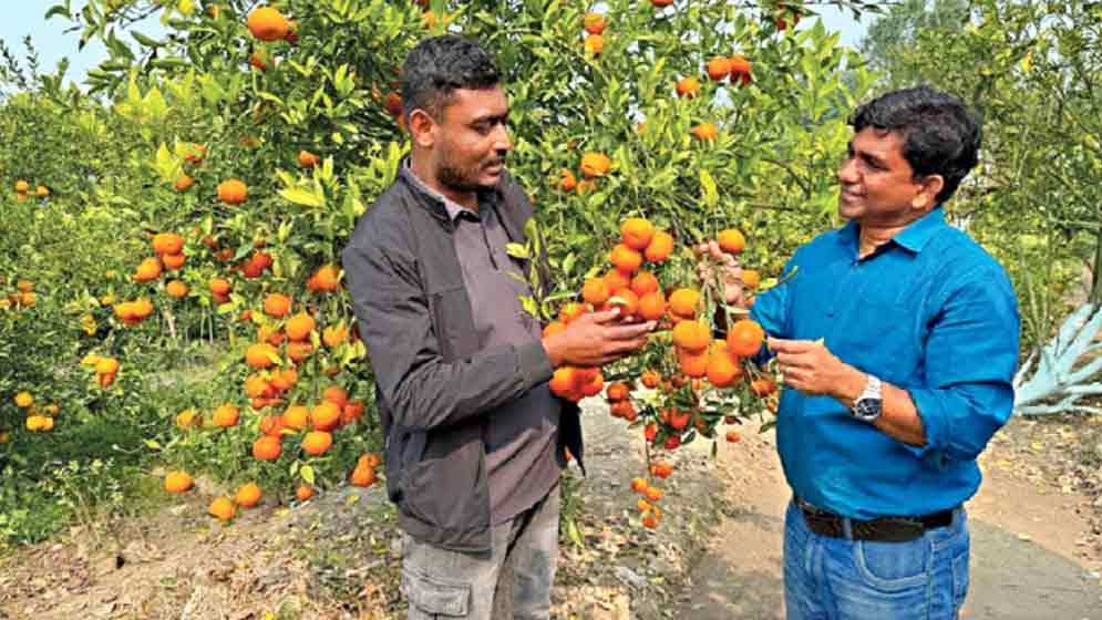সমতলের কমলায় উদাহরণ চুয়াডাঙ্গা