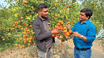 সমতলের কমলায় উদাহরণ চুয়াডাঙ্গা