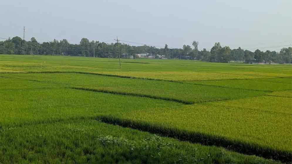 কৃষকের সামনে ভয়াবহ সংকট