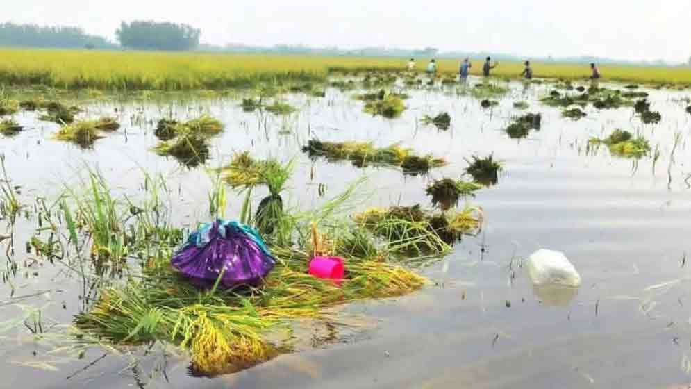 কষ্টের ধান দুঃখ ছড়াচ্ছে কৃষকের সংসারে