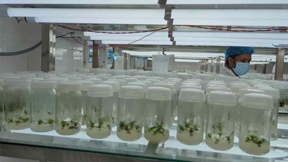 কৃষিতে নতুন সম্ভাবনা টিস্যু কালচার