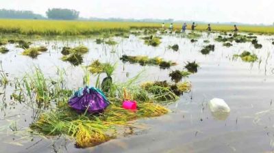 কষ্টের ধান দুঃখ ছড়াচ্ছে কৃষকের সংসারে