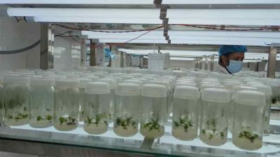 কৃষিতে নতুন সম্ভাবনা টিস্যু কালচার