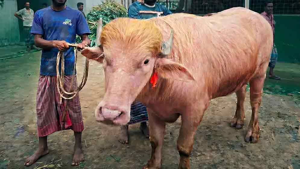 গোলাপি মহিষ ডোনাল্ড ট্রাম্পের খাবারের তালিকাও রাজকীয়