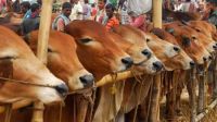 কৃত্রিমভাবে মোটাতাজা করা গরু কীভাবে চিনবেন