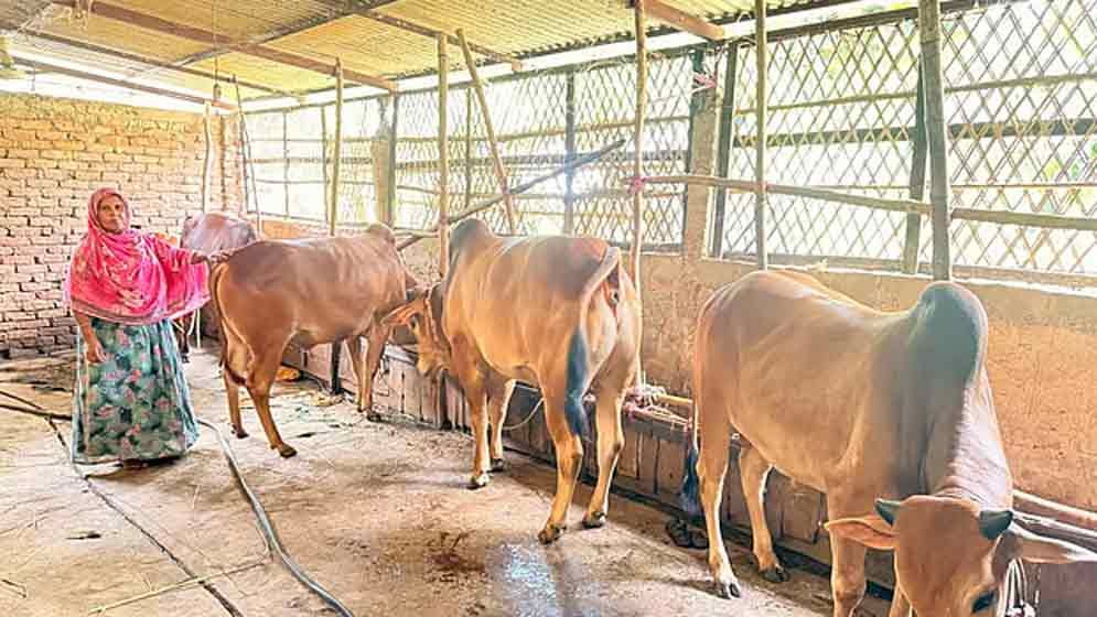 ৪০ হাজার টাকার ঋণ থেকে যেভাবে গৃহবধূ শাহীন আক্তারের ১৫ লাখ টাকার খামার