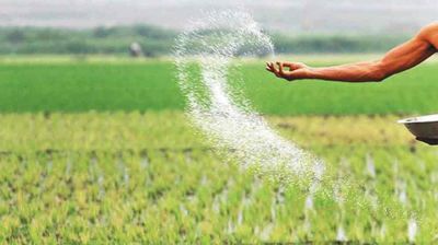 সারে ভর্তুকির অর্ধেক সুবিধা পান সচ্ছল কৃষকরা